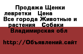 Продажа Щенки левретки › Цена ­ 40 000 - Все города Животные и растения » Собаки   . Владимирская обл.